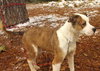 Buddy- URGENT! NEED FOSTER OR ADOPTER!