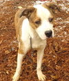 Buddy- URGENT! NEED FOSTER OR ADOPTER!