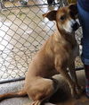 Jerry - URGENT! NEED FOSTER OR ADOPTER!