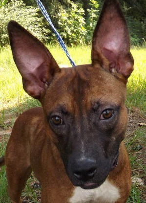 Spud - URGENT! NEED FOSTER OR ADOPTER!