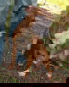Spud - URGENT! NEED FOSTER OR ADOPTER!