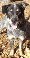 Blue - URGENT! Need foster or adopter!