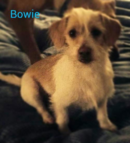 Bowie