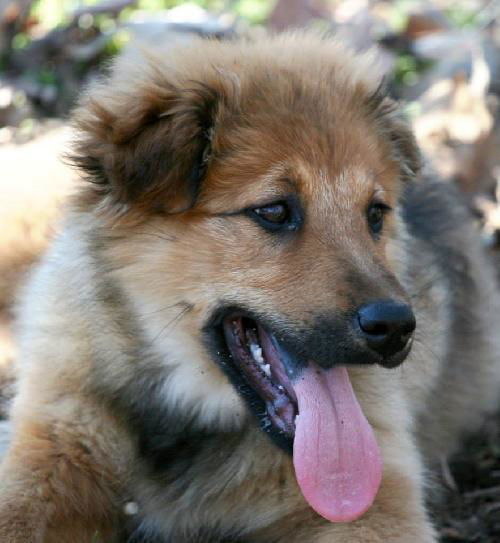 Shiloh