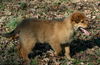 Shiloh