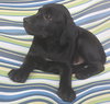 Ryker