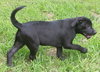 Ryker