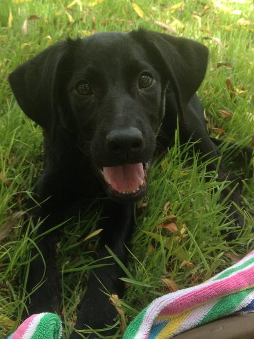 Ruger