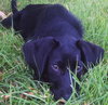 Ruger