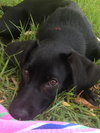 Ruger