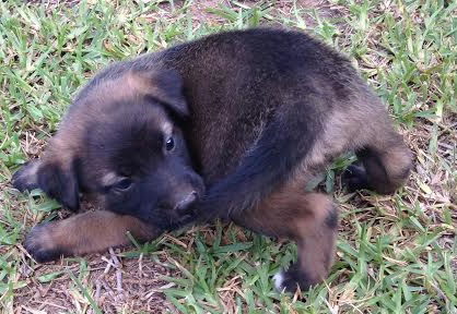 Diego