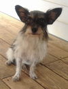 Seraphina