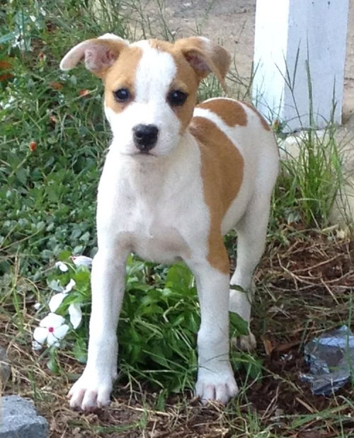 Lilly