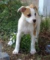 Lilly
