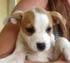 Lilly