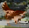 Amber