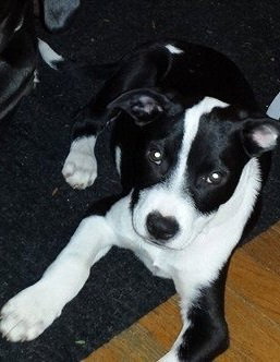 Buster