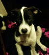 Buster