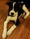Buster