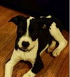 Buster