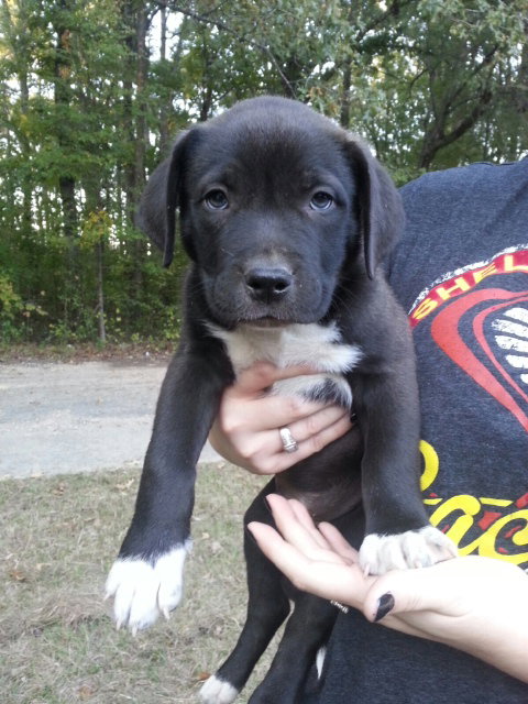 Bruiser