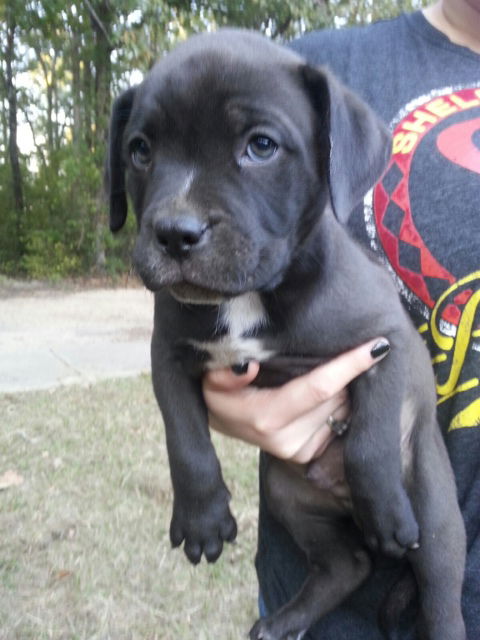 Sarge