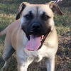 Payton - URGENT! NEED FOSTER OR ADOPTER!