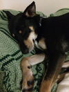 Remy - EXTREMELY URGENT! NEED FOSTER OR ADOPTER!