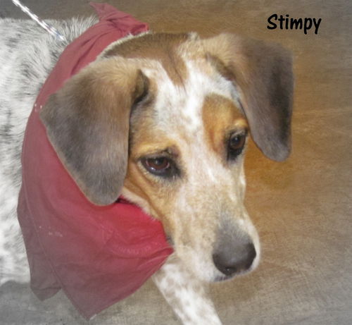 Stimpy