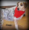 Stimpy