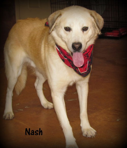 Nash