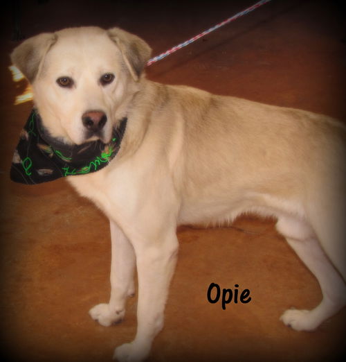 Opie