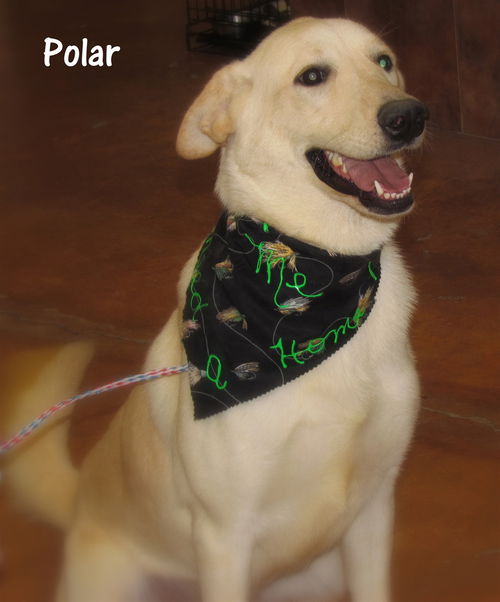 Polar