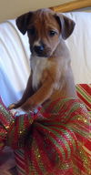 Starla