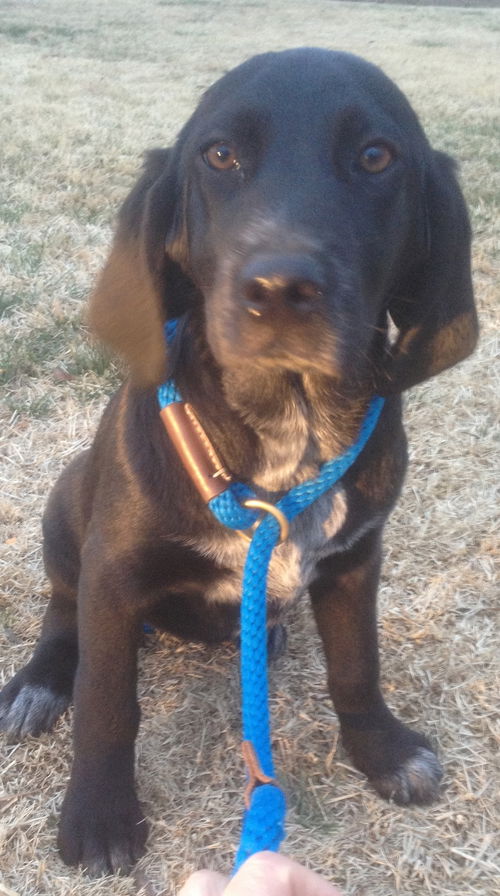 Amelia - fostered in VT