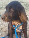 Amelia - fostered in VT