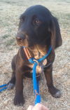 Amelia - fostered in VT