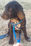 Amelia - fostered in VT