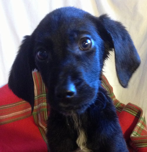 Rupert