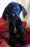 Rupert