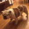 Koby
