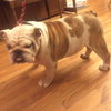 Koby