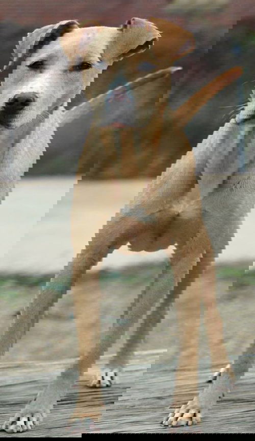 Andi