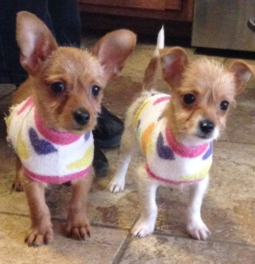 Serona & Seraphina