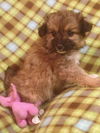 Andy