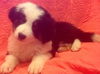 Appollo