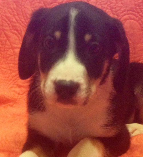 Rupert