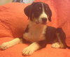 Rupert