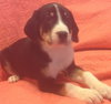 Rupert