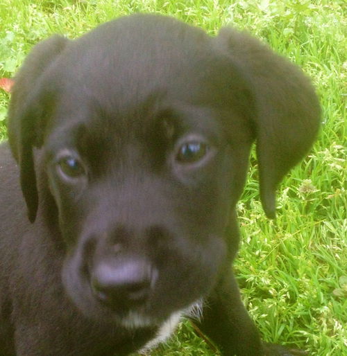 Dexter
